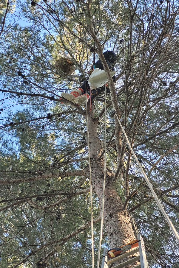 Enlèvement d'un nid de frelons asiatiques dans un arbre à Jacou