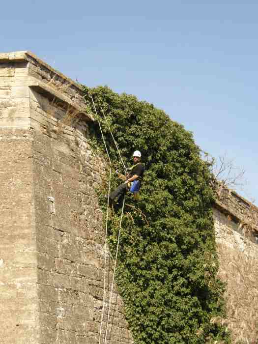 Travaux en hauteur pour le retrait de vgtaux en faade